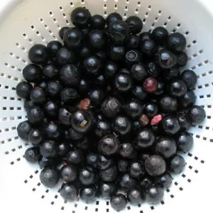 Jabuticaba Fruit Tree Live Plant - 6 inch Pot - Brazilian Grape Tree - Image 3