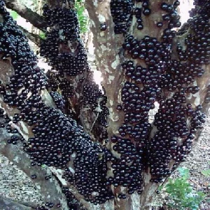 Jabuticaba Fruit Tree Live Plant - 6 inch Pot - Brazilian Grape Tree - Image 4