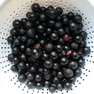 Jabuticaba Tree Live Plant – 4 inch Pot – Indoor/Outdoor Fruit Tree - Image 3