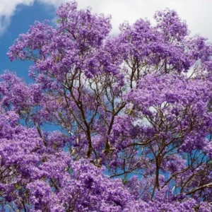 Jacaranda Mimosifolia Live Tree - Purple Jacaranda Plant 6-9 Inches Potted, Ornamental Outdoor - Image 2