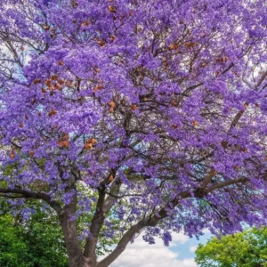 Jacaranda Mimosifolia Live Tree - Purple Jacaranda Plant 6-9 Inches Potted, Ornamental Outdoor - Image 4