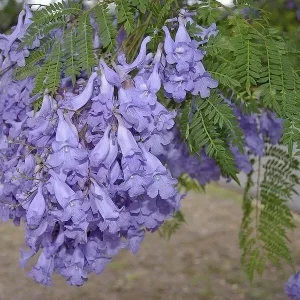 Jacaranda Mimosifolia Tree Seeds - 10 Blue Flamboyant Tree Seeds Rare Flowering - Image 4