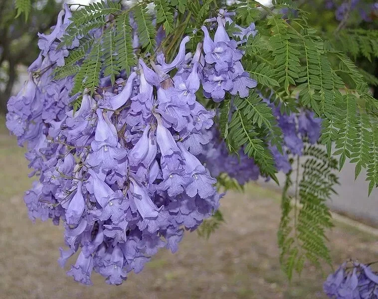Jacaranda Mimosifolia Tree Seeds - 10 Blue Flamboyant Tree Seeds Rare Flowering - Image 4