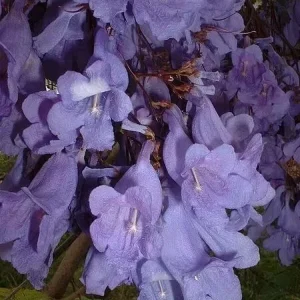 Jacaranda Mimosifolia Tree Seeds - 10 Blue Flamboyant Tree Seeds Rare Flowering - Image 5
