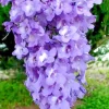 Jacaranda Mimosifolia Tree Seeds - 10 Blue Flamboyant Tree Seeds Rare Flowering - Image 1