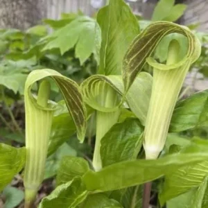 Jack-in-the-Pulpit Live Plant (Arisaema triphyllum) - Shade Perennial - Image 2