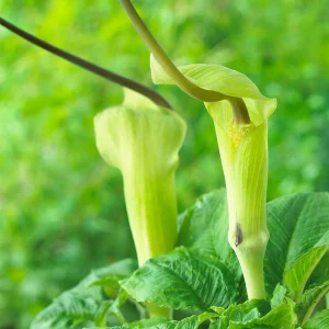 Jack-in-the-Pulpit Live Plant (Arisaema triphyllum) - Shade Perennial - Image 1