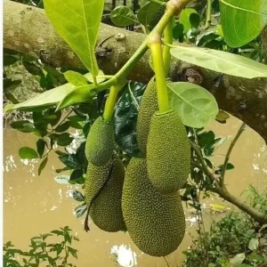 Jackfruit Live Plant – Artocarpus Heterophyllus Seedling Tree 6-12 inches Tall – Tropical Fruit Tree – Outdoor - Image 1