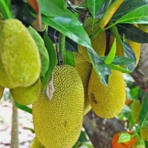 Jackfruit Live Seedling Plant - Artocarpus Heterophyllus Tropical Fruit Tree - 7-12in Tall Starter - Image 2