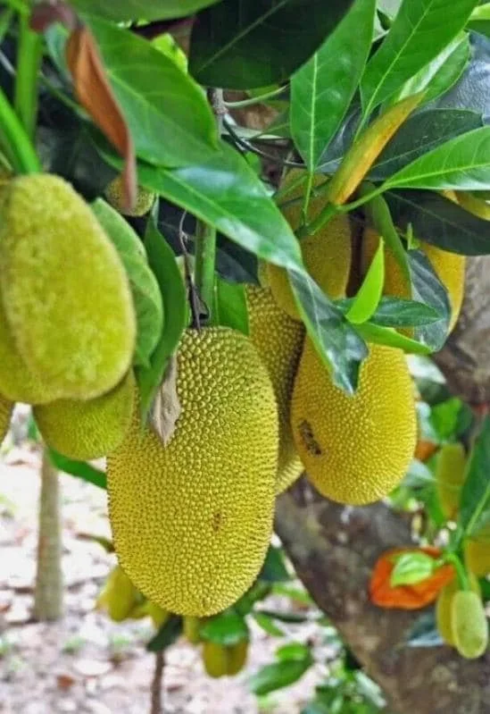 Jackfruit Live Seedling Plant - Artocarpus Heterophyllus Tropical Fruit Tree - 7-12in Tall Starter - Image 2