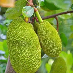 Jackfruit Live Seedling Plant - Artocarpus Heterophyllus Tropical Fruit Tree - 7-12in Tall Starter - Image 3