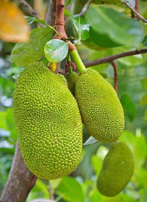 Jackfruit Live Seedling Plant - Artocarpus Heterophyllus Tropical Fruit Tree - 7-12in Tall Starter - Image 3