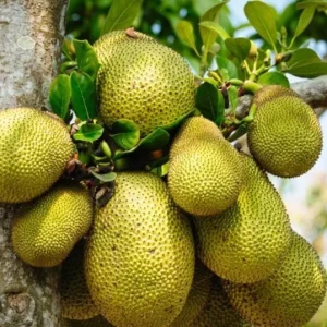 Jackfruit Live Seedling Plant - Artocarpus Heterophyllus Tropical Fruit Tree - 7-12in Tall Starter - Image 4