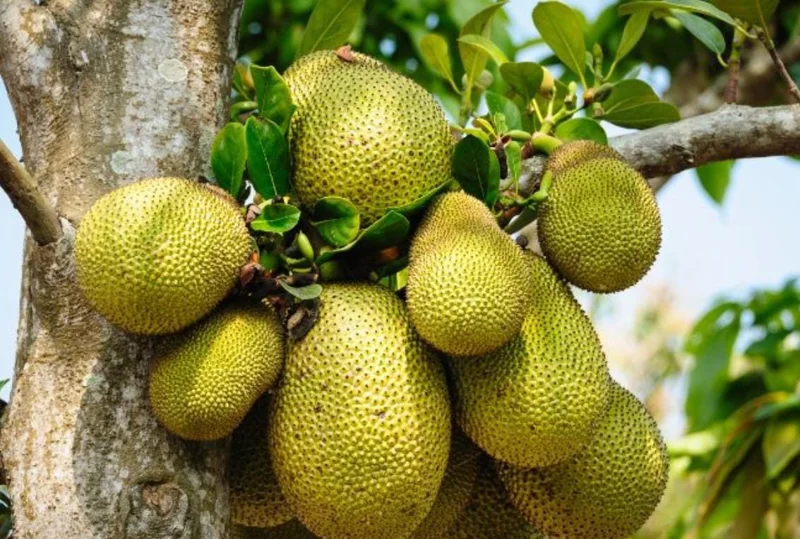 Jackfruit Live Seedling Plant - Artocarpus Heterophyllus Tropical Fruit Tree - 7-12in Tall Starter - Image 4