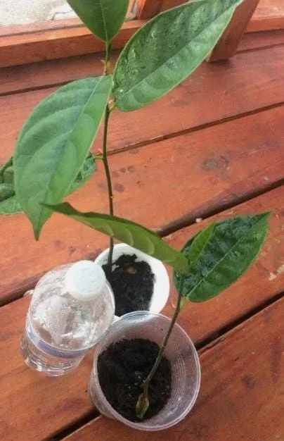 Jackfruit Live Seedling Plant - Artocarpus Heterophyllus Tropical Fruit Tree - 7-12in Tall Starter - Image 6