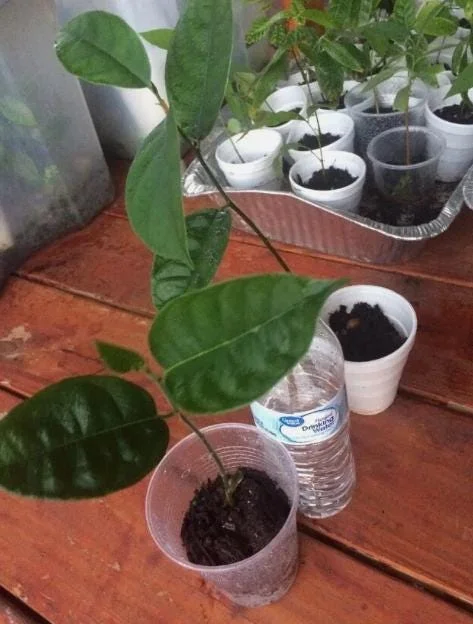 Jackfruit Live Seedling Plant - Artocarpus Heterophyllus Tropical Fruit Tree - 7-12in Tall Starter - Image 7