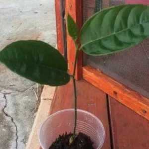 Jackfruit Live Seedling Plant - Artocarpus Heterophyllus Tropical Fruit Tree - 7-12in Tall Starter - Image 8