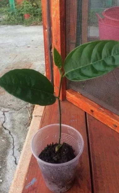 Jackfruit Live Seedling Plant - Artocarpus Heterophyllus Tropical Fruit Tree - 7-12in Tall Starter - Image 8