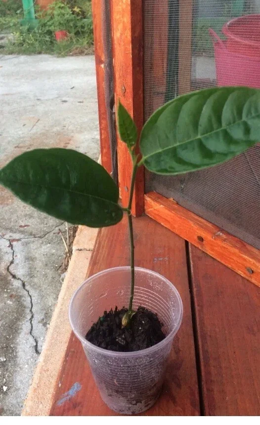 Jackfruit Seedling Plant - Artocarpus Heterophyllus - 6-12 inch Organic Live Plant Outdoor - Image 6