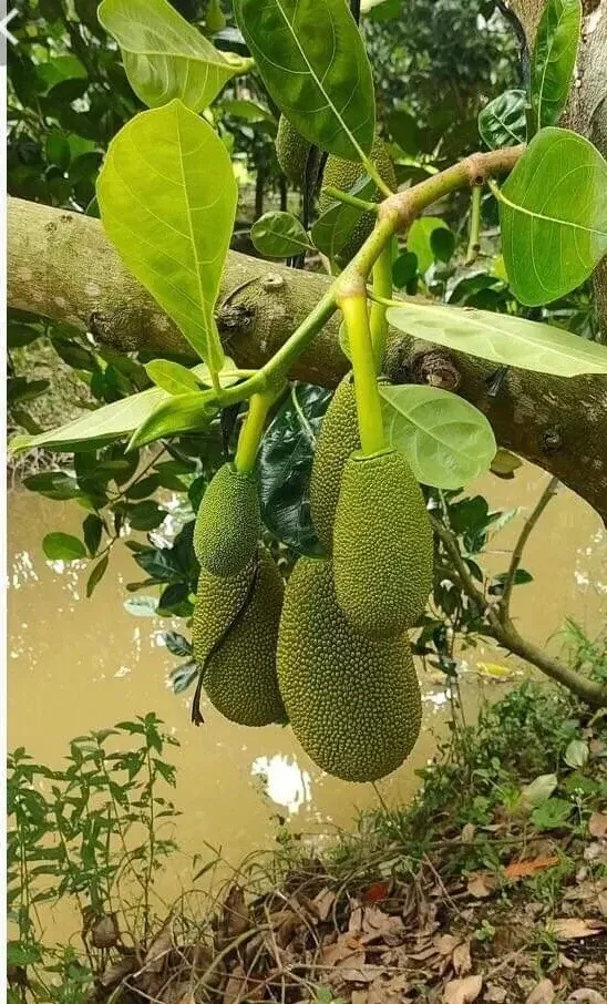 Jackfruit Seedling Plant - Artocarpus Heterophyllus - 6-12 inch Organic Live Plant Outdoor - Image 1