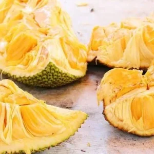 Jackfruit Tree Live Plant – 3 Gallon – 3 Feet Tall – Tropical Fruit - Image 1