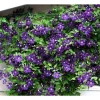 Jackmanii Clematis Vine Live Plant – Velvety Purple Flowers – 2.5" Pot – Outdoor Climber - Image 1