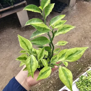 Jacob's Ladder Pedilanthus Live Plant – Pedilanthus Tithymaloides – Devil's Backbone – 3 inch Pot - Image 3