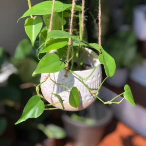 Jade Heart Leaf Philodendron Live Plant – 3 inch Nursery Pot – Easy Care Indoor Hanging Plant - Image 2