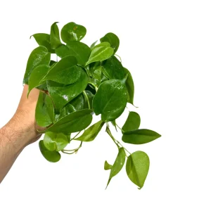 Jade Philodendron Live Plant - 4 inch Nursery Pot - Low Light Indoor Houseplant - Image 2