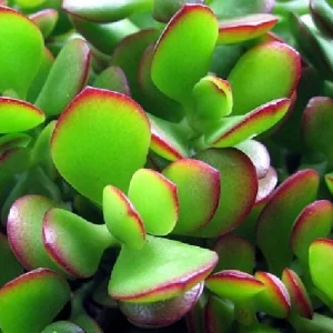 Jade Plant (Crassula ovata) Live Succulent Plant – 2 inch Pot – Indoor - Image 2