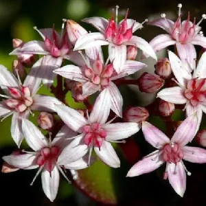 Jade Plant (Crassula ovata) Live Succulent Plant – 2 inch Pot – Indoor - Image 4