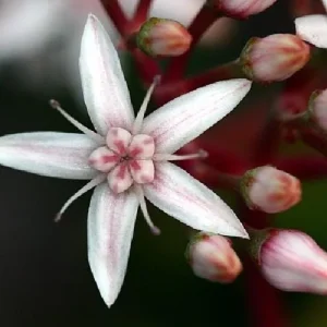 Jade Plant (Crassula ovata) Live Succulent Plant – 2 inch Pot – Indoor - Image 5