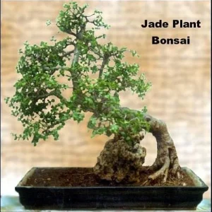 Jade Plant (Crassula ovata) Live Succulent Plant – 2 inch Pot – Indoor - Image 6