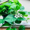 Jade Pothos Cuttings - Live Plant - Easy Care Low Light Houseplant - Image 1