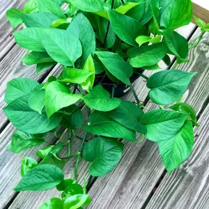 Jade Pothos Cuttings - Live Plant - Easy Care Low Light Houseplant - Image 2