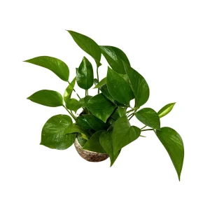 Jade Pothos Live Plant – 4 inch Grow Pot – Low Light Indoor Vining Houseplant - Image 4