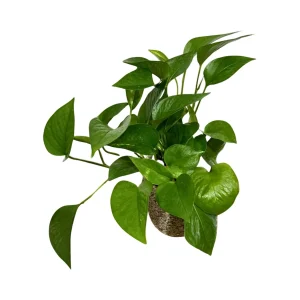 Jade Pothos Live Plant – 4 inch Grow Pot – Low Light Indoor Vining Houseplant - Image 5