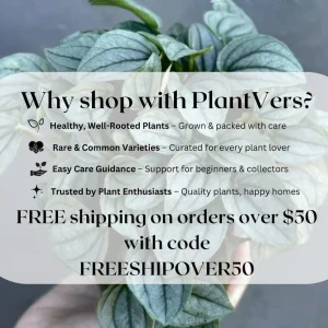 Jade Pothos Live Plant – 4 inch Grow Pot – Low Light Indoor Vining Houseplant - Image 6