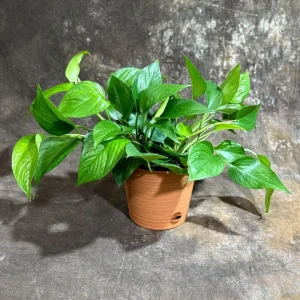 Jade Pothos Live Plant in 6 inch Grow Pot - Easy Care Houseplant - Image 1
