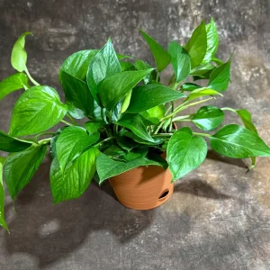 Jade Pothos Live Plant in 6 inch Grow Pot - Easy Care Houseplant - Image 4