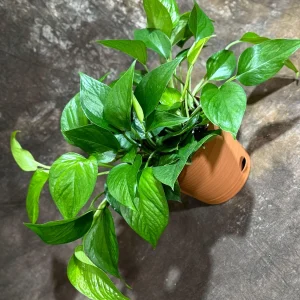 Jade Pothos Live Plant in 6 inch Grow Pot - Easy Care Houseplant - Image 5