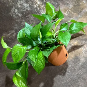 Jade Pothos Live Plant in 6 inch Grow Pot - Easy Care Houseplant - Image 7