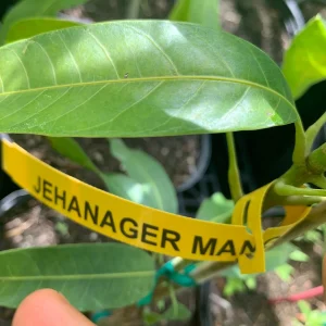 Jahangir Mango Plant - Grafted 3 Year Old Live Tree in 1 Gallon Pot - Image 4