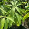 Jahangir Mango Plant - Live Grafted Tree, 3 Year Old, 1 Gallon Pot, Tropical Fruit - Image 1