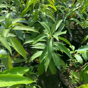 Jahangir Mango Plant - Live Grafted Tree, 3 Year Old, 1 Gallon Pot, Tropical Fruit - Image 3