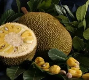 Jakfruit Grafted Tree - 1 to 2 Feet Tall Live Plant - Tropical Fruit - Image 1