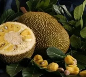 Jakfruit Tree Live Plant – 2-3 Feet Tall – 3 Gallon Pot – Fruit Tree - Image 1