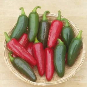 Jalapeno M Hot Pepper Seeds - Organic, Non-GMO - 50+ or 100+ Seed Pack - Image 1