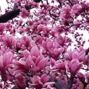 Jane Magnolia Live Plant - 1 Gallon Pot - Purple Flowering Tree - Outdoor - Image 1