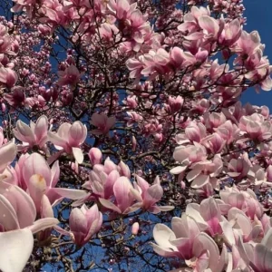 Jane Magnolia Live Plant – Fragrant Blooms, 2.5 inch Pot, Outdoor Tree - Image 2